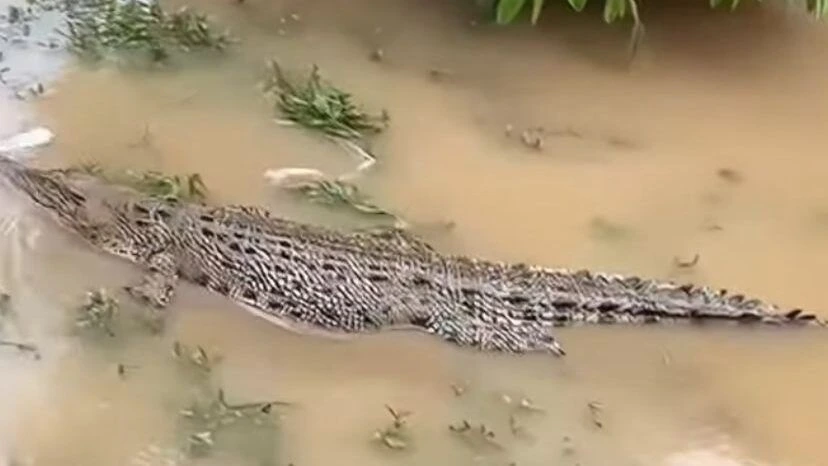 Banjir di Santan Ilir, Warga Diimbau Waspada Kemunculan Buaya