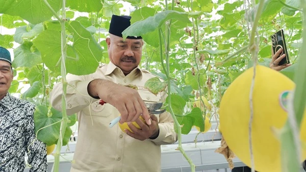 Bupati Kukar Hadiri Panen Perdana Melon Hidroponik di Desa Rapak Lambur 1