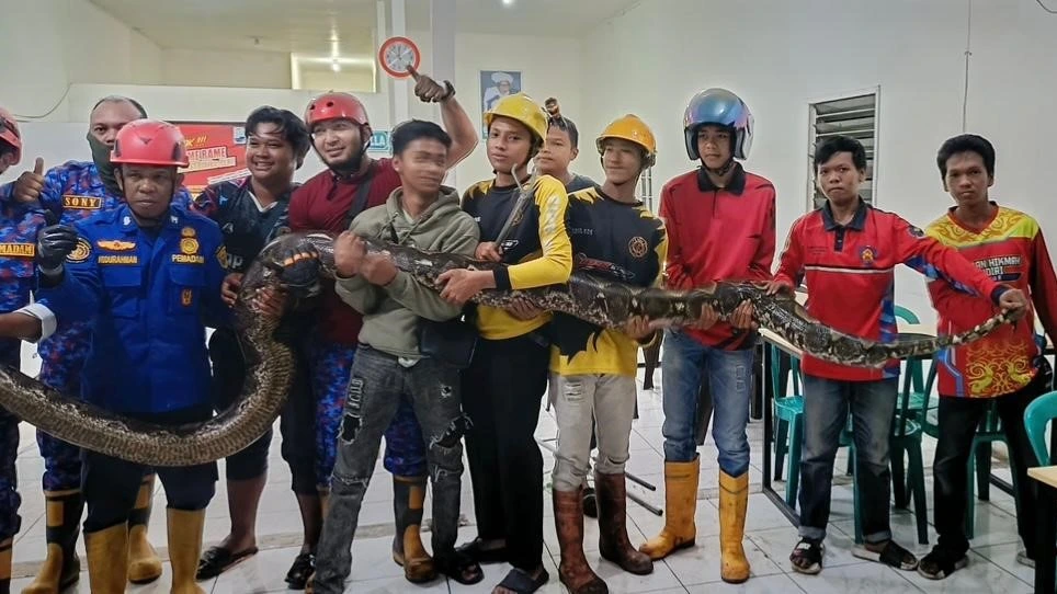 Banjir Surut, Warga Samarinda Diancam Serbuan Ular dari Habitat Terganggu