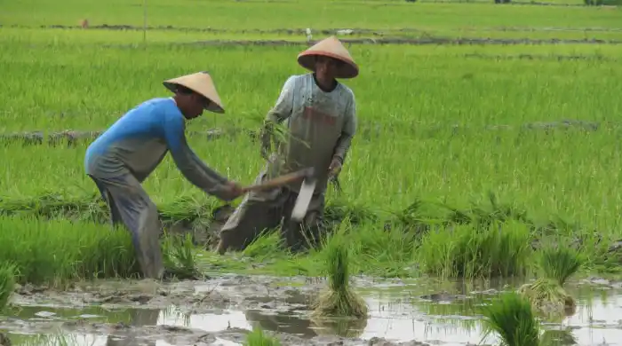 Dorong Inovasi dan Teknologi, Tenggarong Seberang Upayakan Tarik Minat Petani Muda