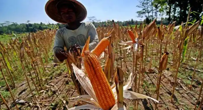 Loa Janan Bangun Ketahanan Pangan Terpadu Bersama Petani, Pemerintah, dan Swasta