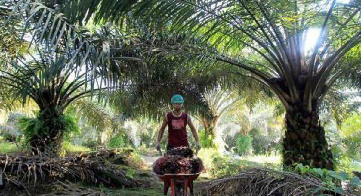 Sawit dan Perikanan Jadi Andalan Ekonomi Muara Jawa, Infrastruktur Masih Tertinggal