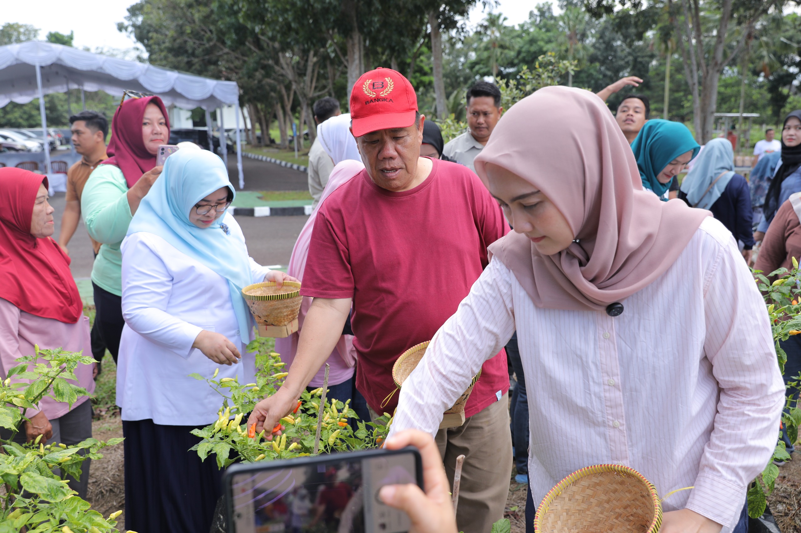 Melawan Inflasi dari Teras Rumah: Strategi Babel Jaga Stabilitas Harga Lewat Cabai