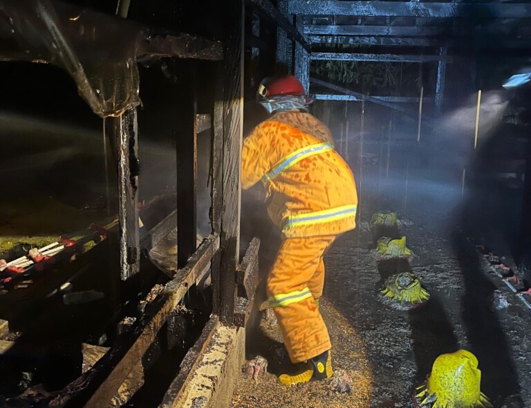 Waspada Tungku Pemanas, Ini Penyebab Kebakaran Kandang Ayam di Sebulu